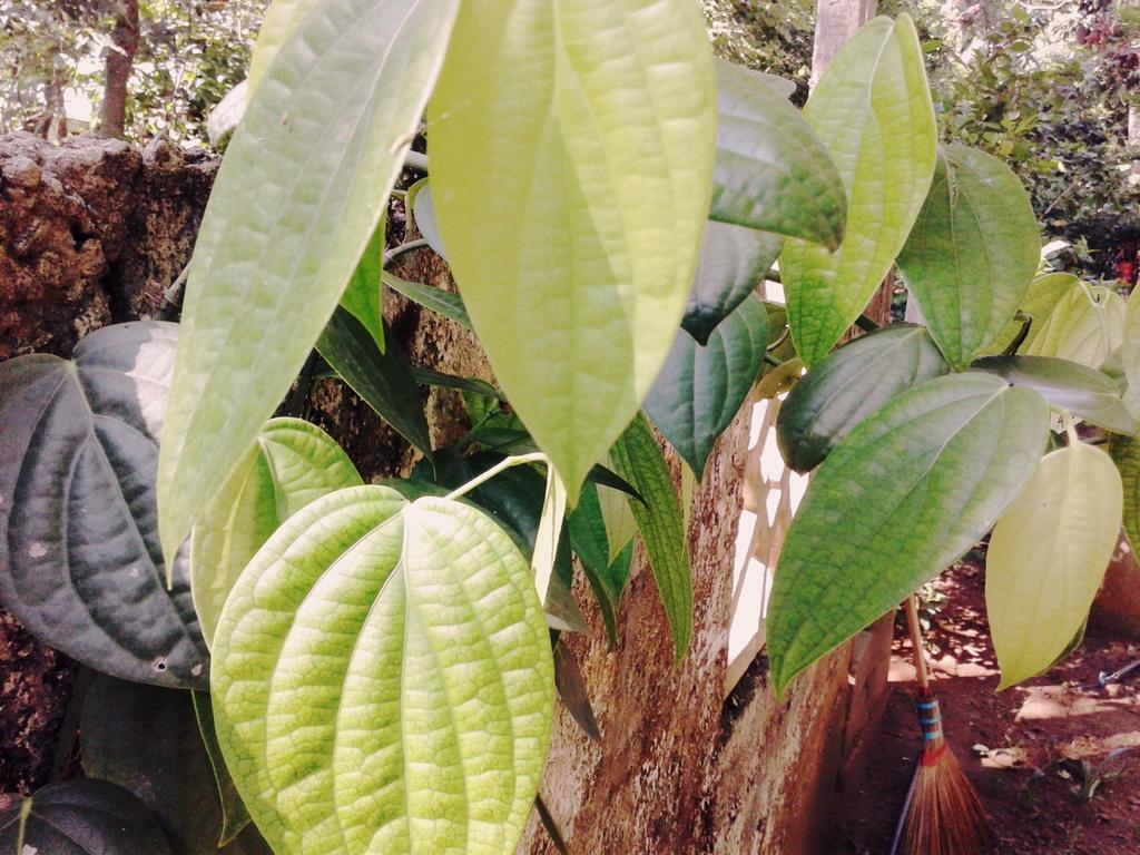 Bluesky Guest House Dambulla Luaran gambar